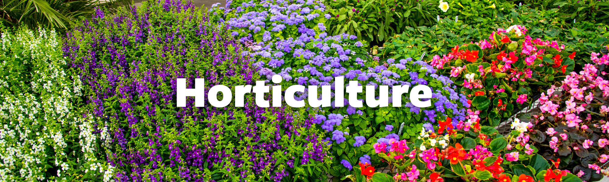 floral background with text Horticulture