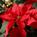 Parkland College Horticulture Hosts Annual Poinsettia Sale