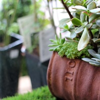 Parkland College Horticulture to Host Annual Spring Plant Sale