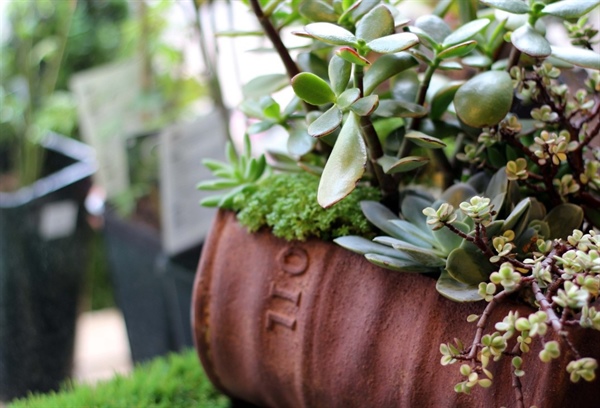 Parkland College Horticulture to Host Annual Spring Plant Sale