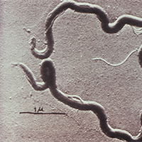 Syphilis Topic of February Kaler Science Talk
