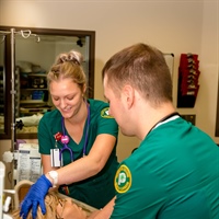 Nursing Program Accreditation Site Visit Set