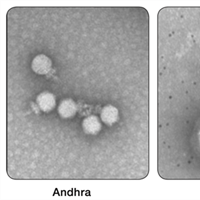 Kaler Science Lecture Puts Bacterial Viruses Under Microscope